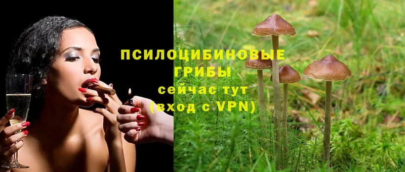 хочу   Белая Холуница  Псилоцибиновые грибы MAGIC MUSHROOMS 